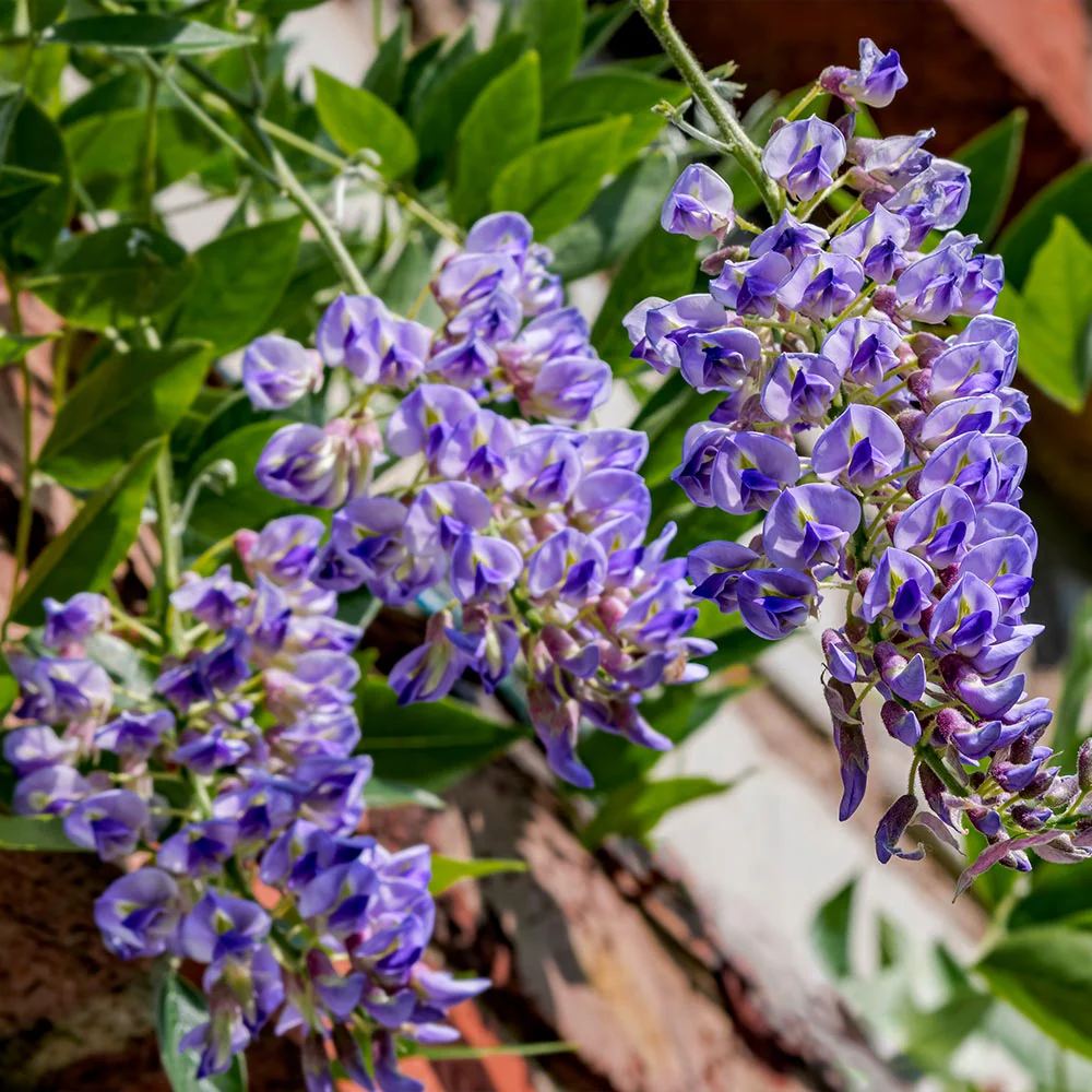 Wisteria flower seeds