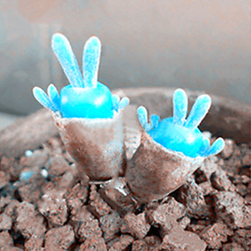 Blue Rabbit Ear Succulent seeds, Rare succulent-chloriseeds