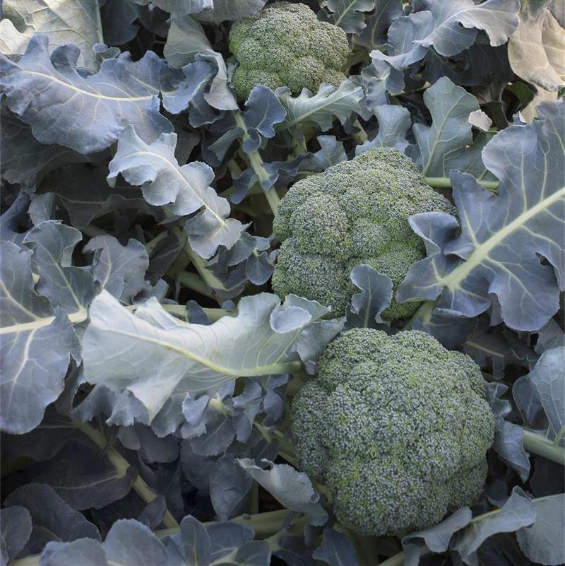 Broccoli Emerald Crown F1-chloriseeds