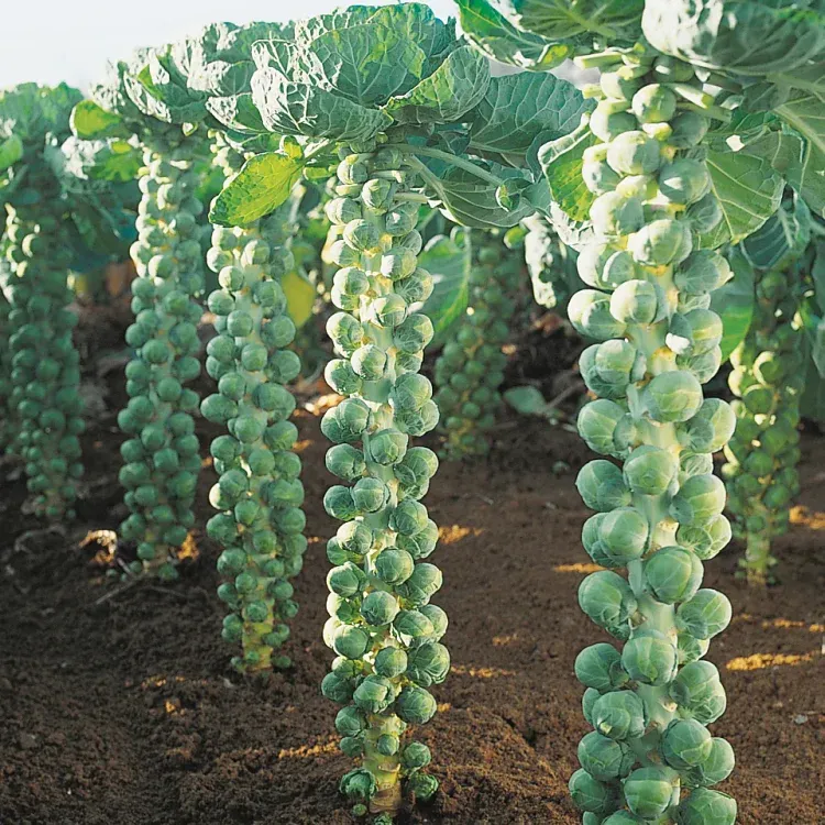 🥦Four-Season Brussels Sprouts Seeds
