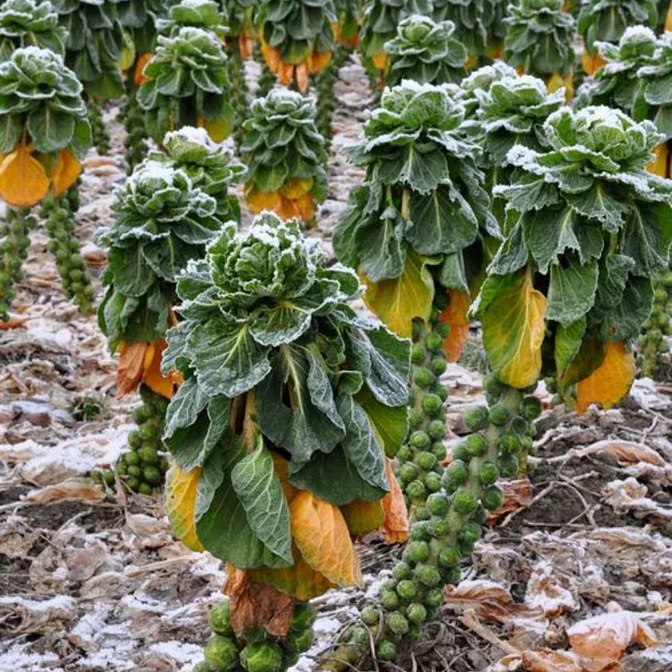 🥦Four-Season Brussels Sprouts Seeds