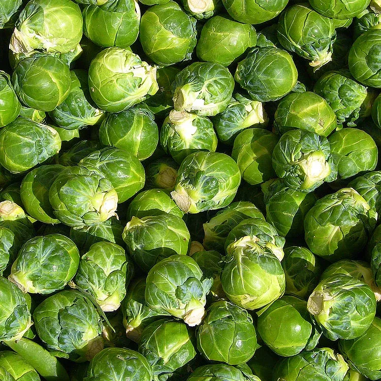 🥦Four-Season Brussels Sprouts Seeds