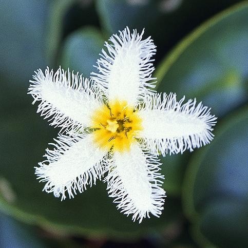 Water Snowflake Flowers Plant Seeds
