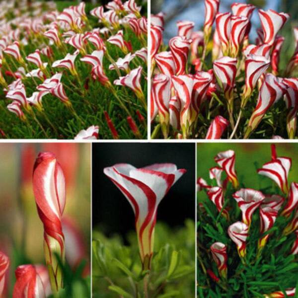 CANDY CANE OXALIS VERSICOLOR PLANT SEEDS