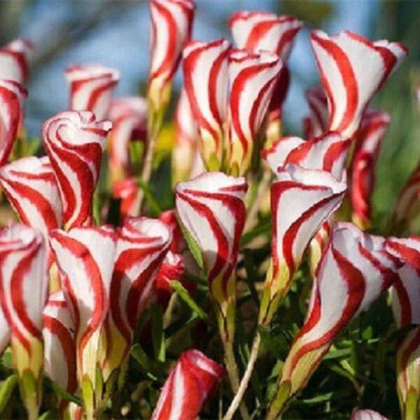 CANDY CANE OXALIS VERSICOLOR PLANT SEEDS