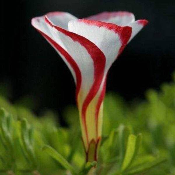 CANDY CANE OXALIS VERSICOLOR PLANT SEEDS
