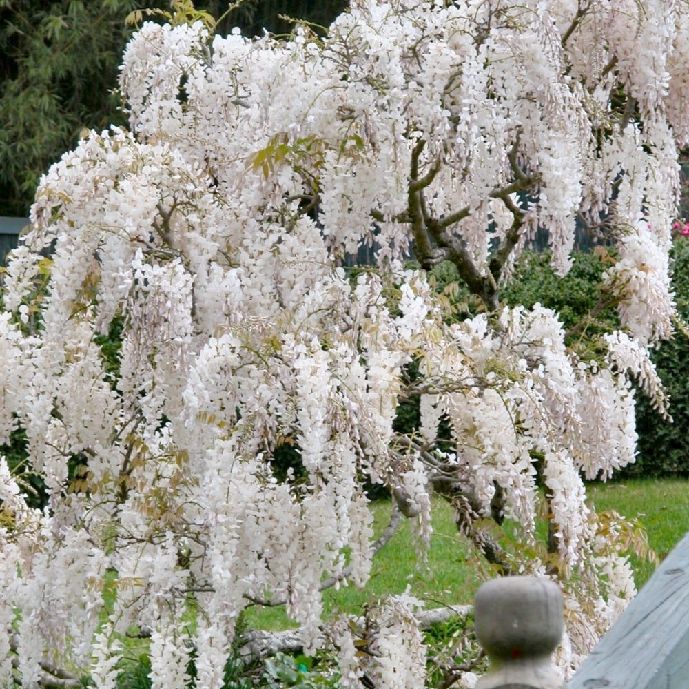 Wisteria flower seeds