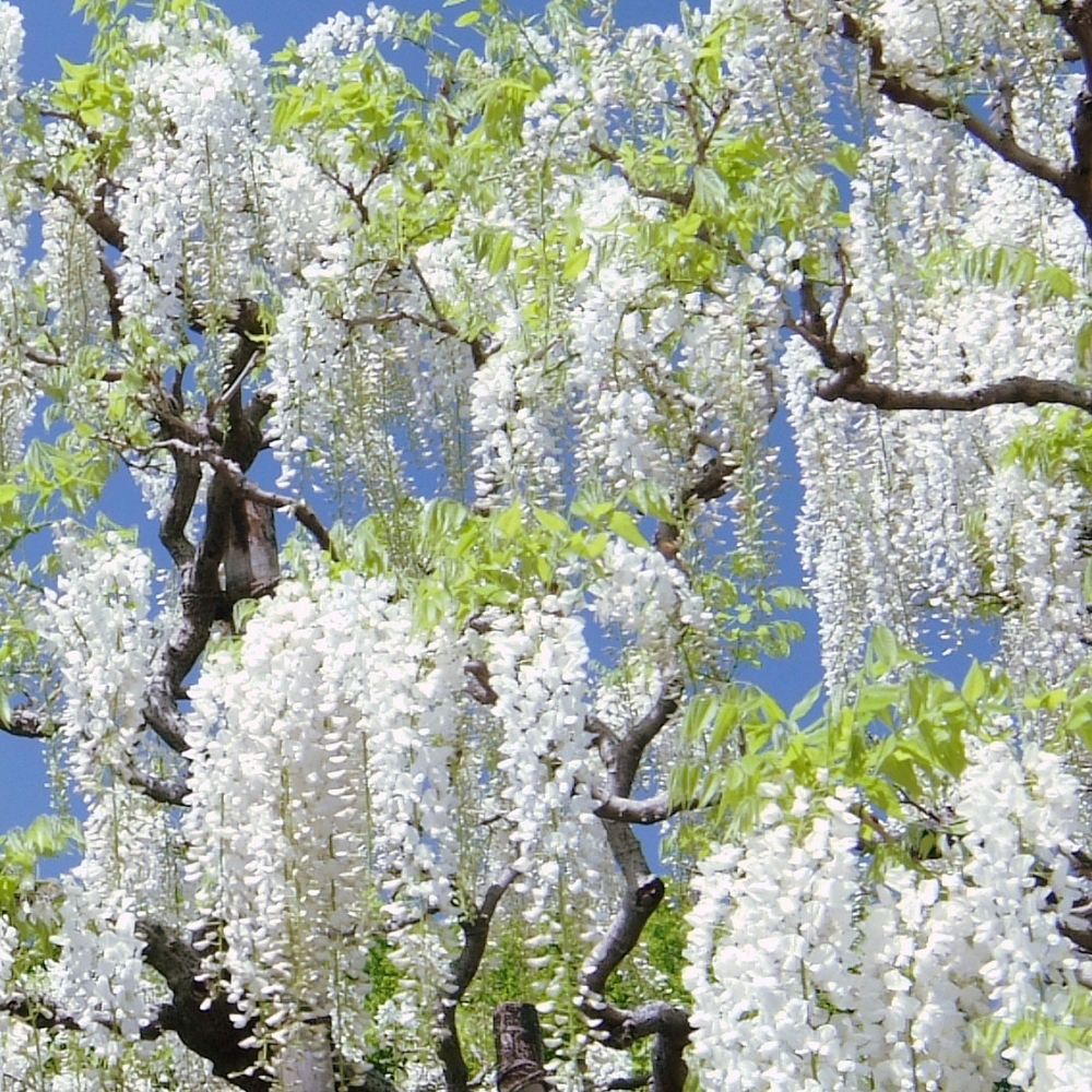 Wisteria flower seeds