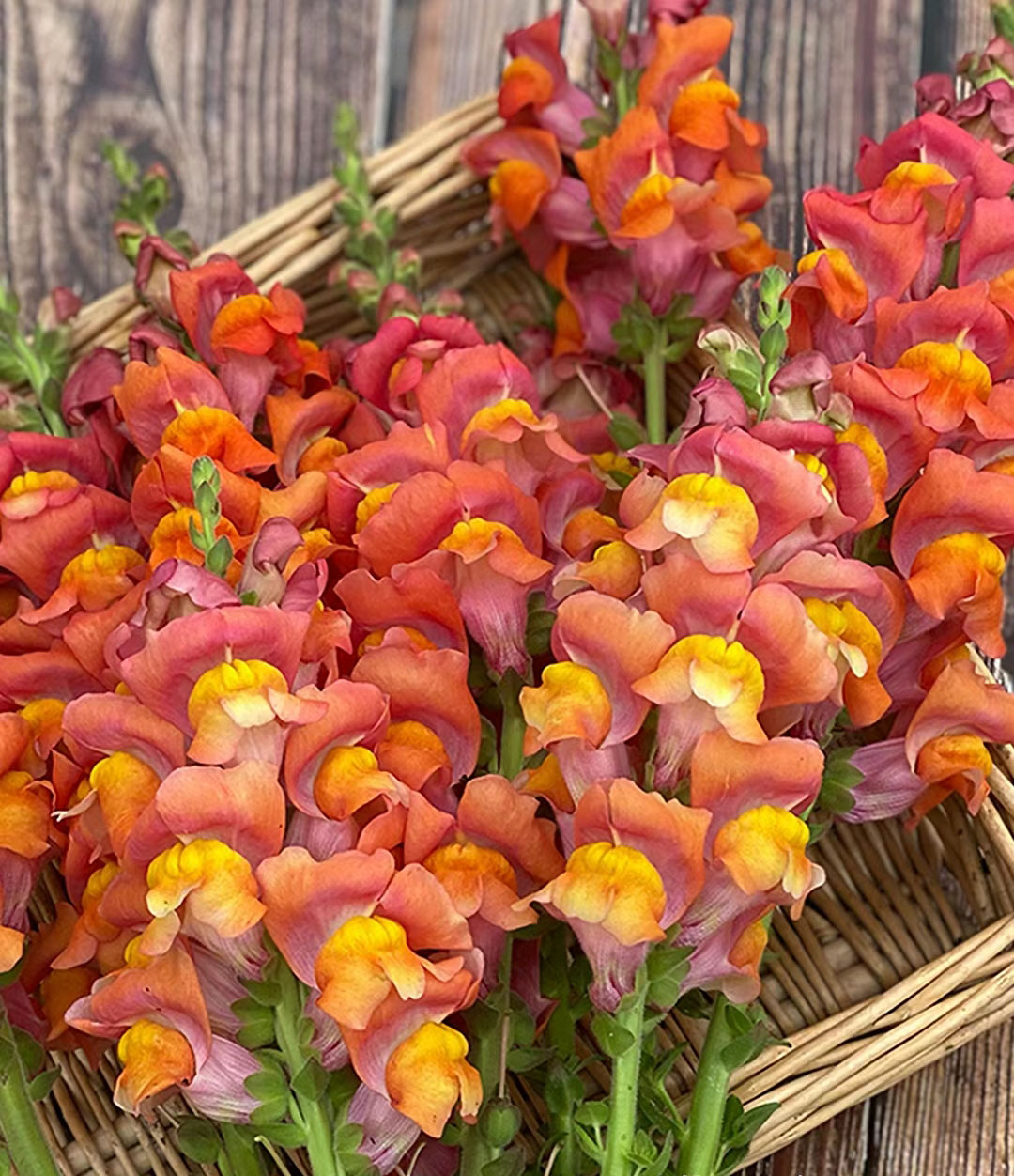 Snapdragon-Angel & Devil