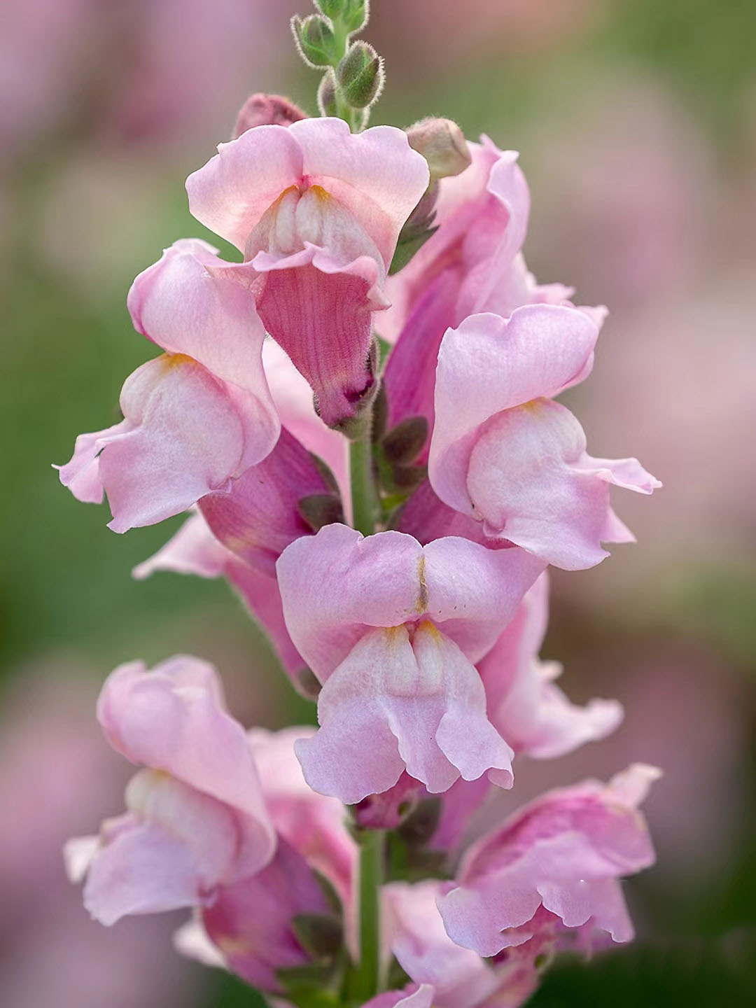 Snapdragon-Angel & Devil