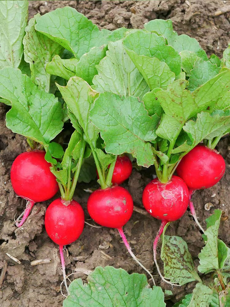 20 Day Miracle Grow Organic Cherry Radish🍒