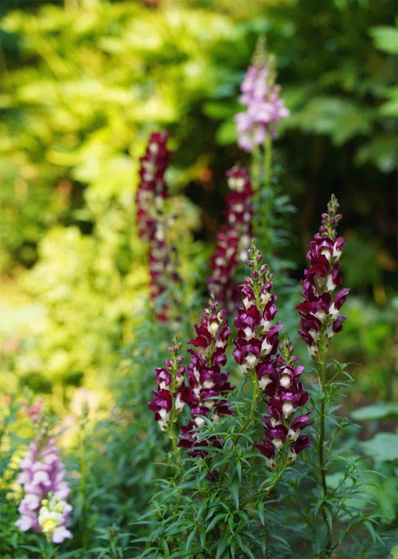 Snapdragon-Angel & Devil