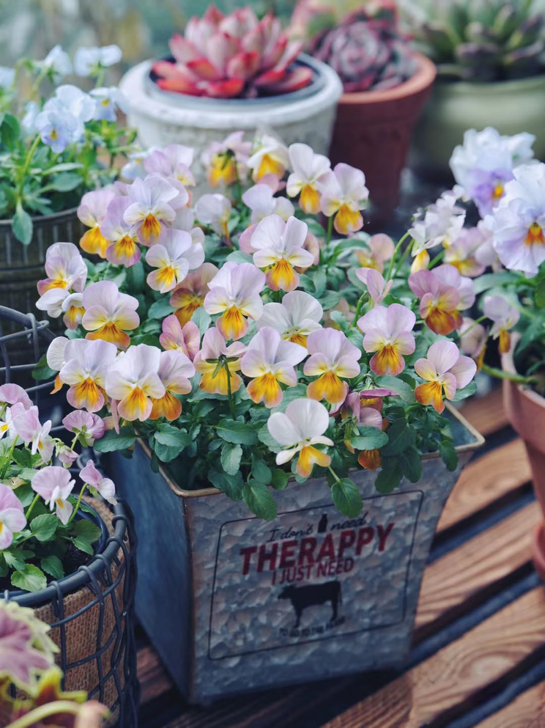 Viola Cornuta Seeds-Gem Series