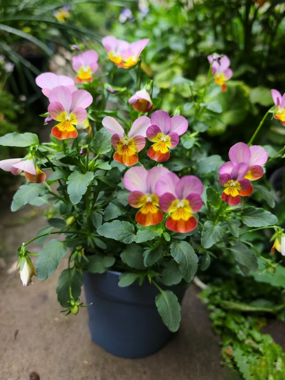 Viola Cornuta Seeds-Gem Series