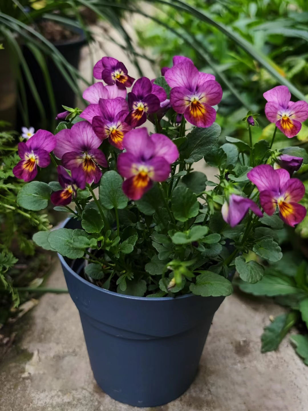 Viola Cornuta Seeds-Gem Series