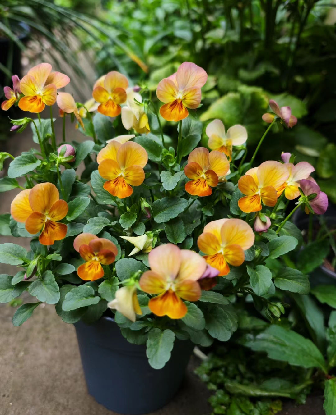 Viola Cornuta Seeds-Gem Series