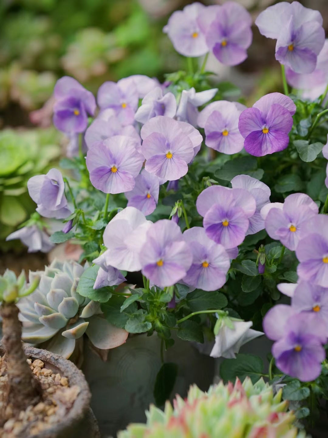 Viola Cornuta Seeds-Gem Series