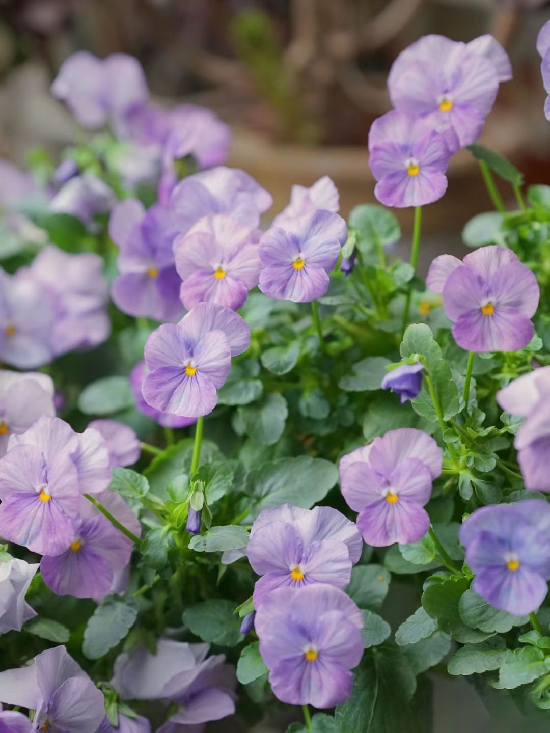 Viola Cornuta Seeds-Gem Series