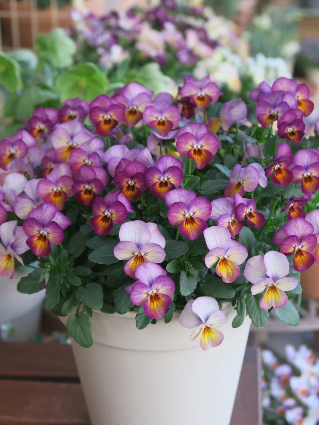 Viola Cornuta Seeds-Gem Series
