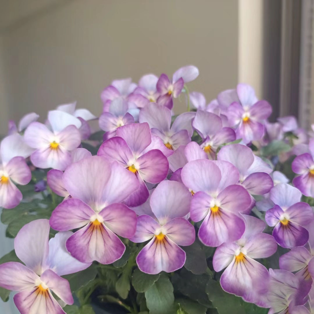 Viola Cornuta Seeds-Gem Series