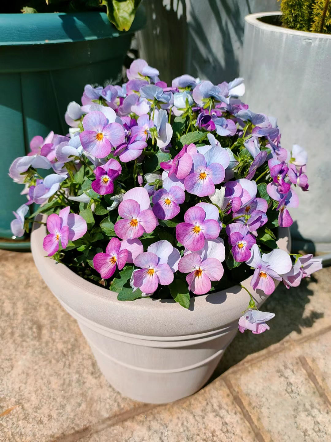 Viola Cornuta Seeds-Gem Series