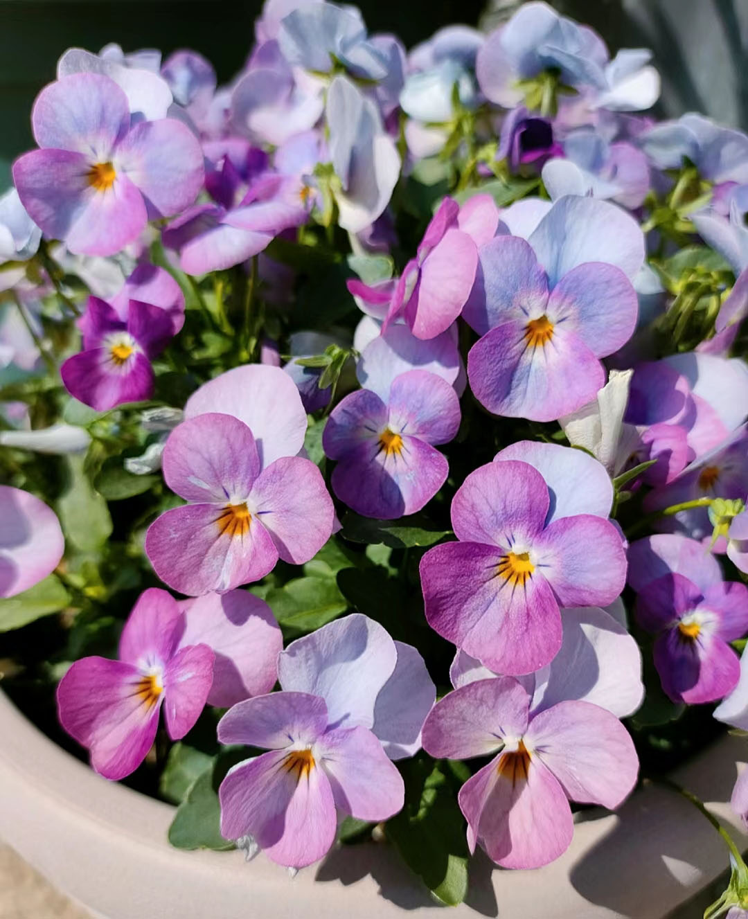 Viola Cornuta Seeds-Gem Series
