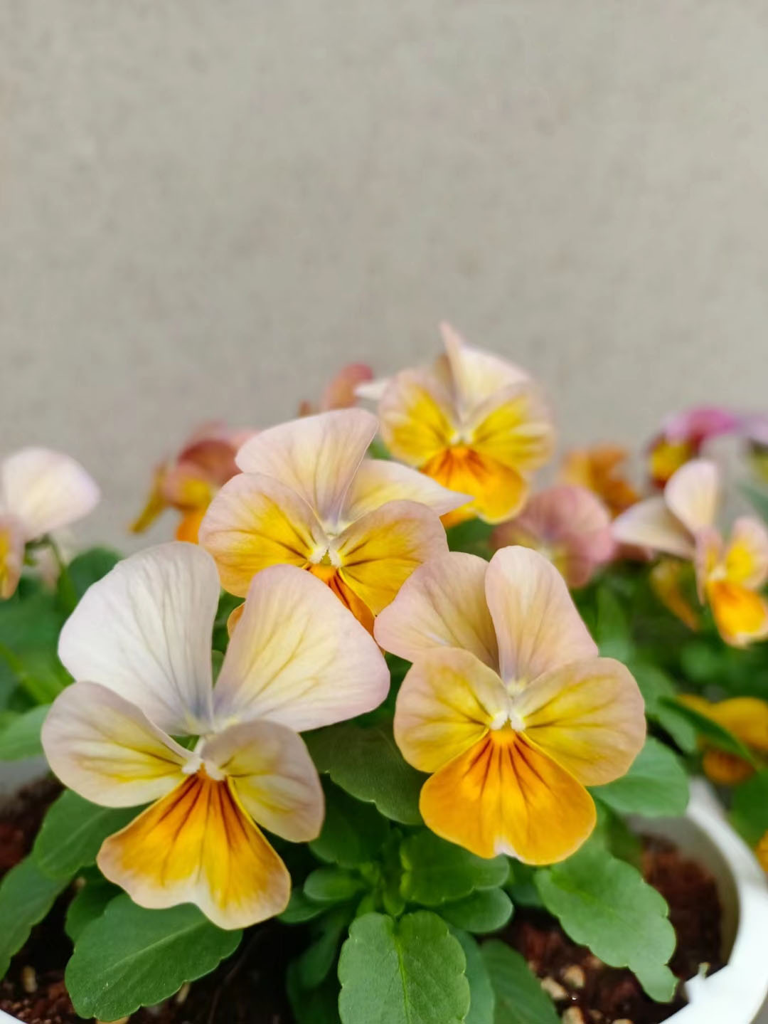 Viola Cornuta Seeds-Gem Series