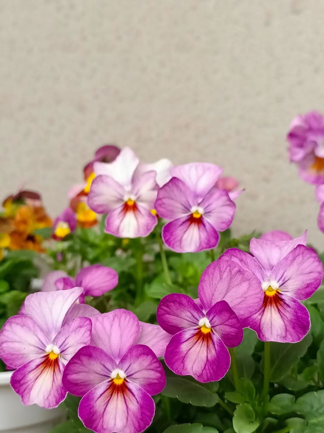 Viola Cornuta Seeds-Gem Series