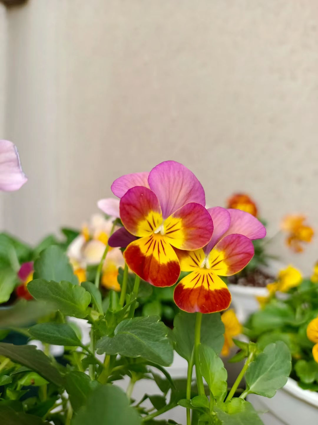 Viola Cornuta Seeds-Gem Series