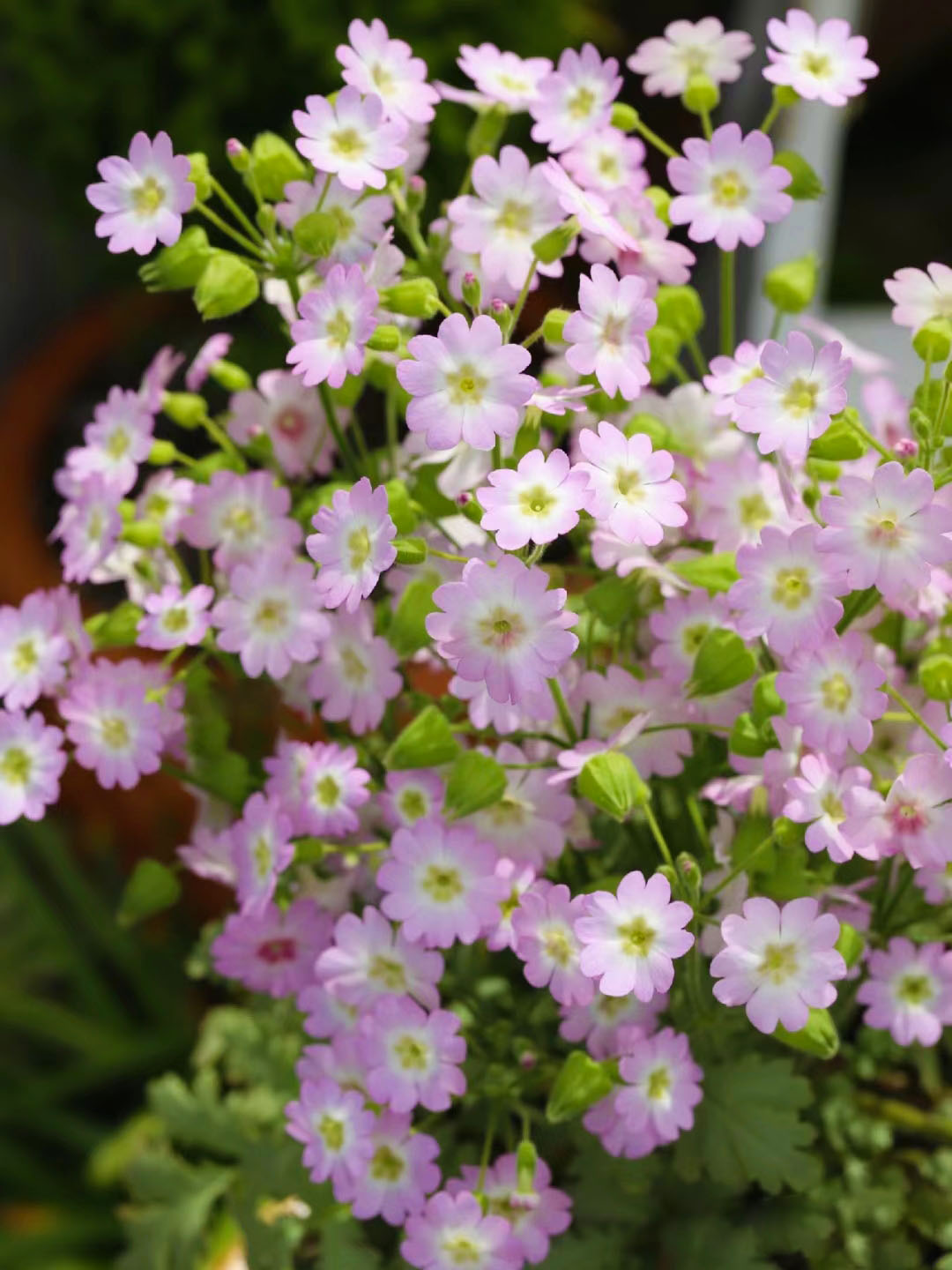 Rare Primula filchnerae-🌺lit. beauty reappears