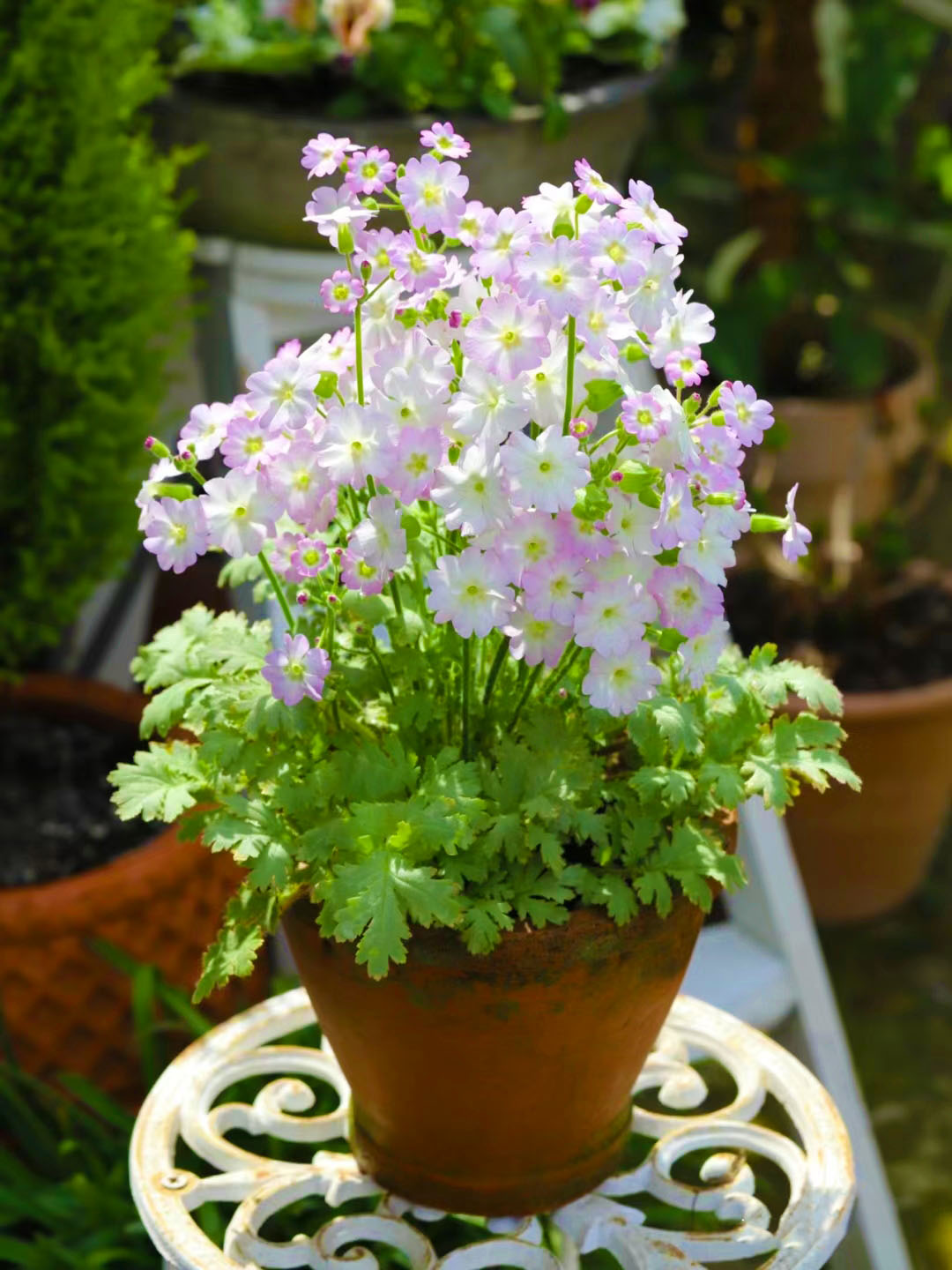 Rare Primula filchnerae-🌺lit. beauty reappears