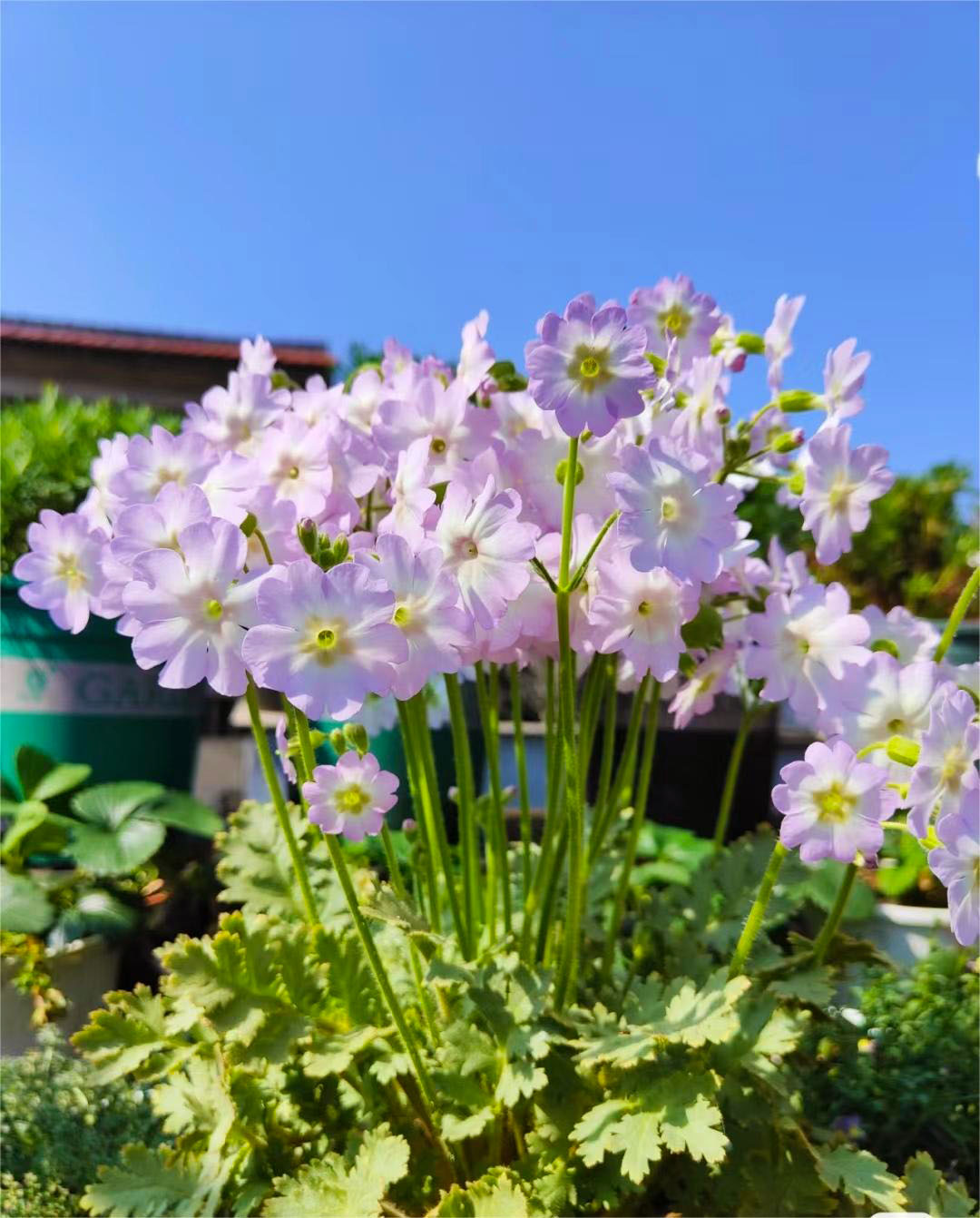 Rare Primula filchnerae-🌺lit. beauty reappears
