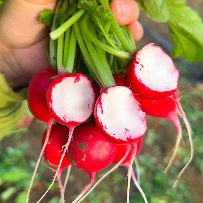 20 Day Miracle Grow Organic Cherry Radish🍒