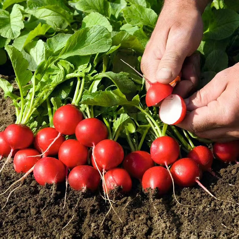 20 Day Miracle Grow Organic Cherry Radish🍒