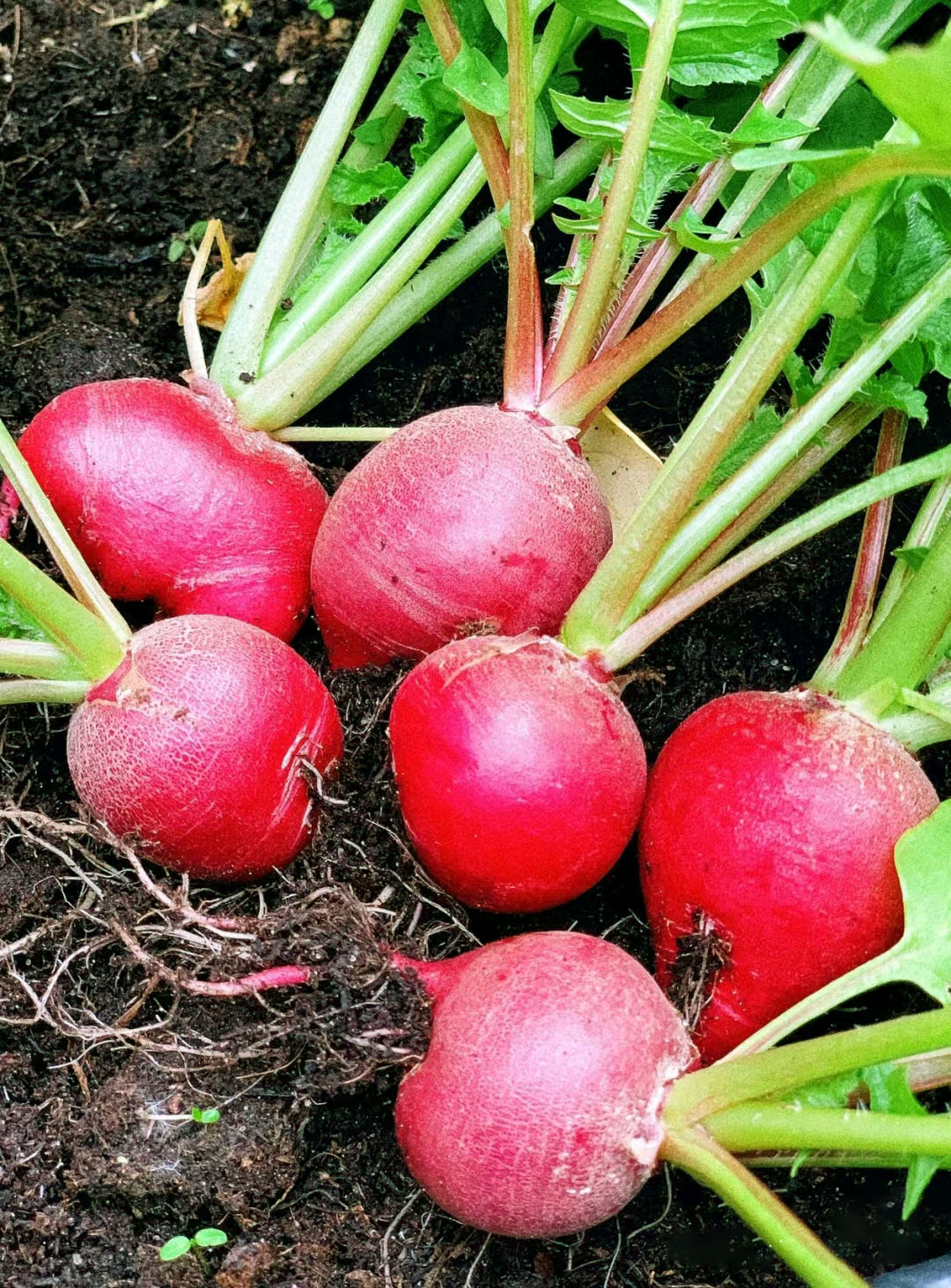 20 Day Miracle Grow Organic Cherry Radish🍒