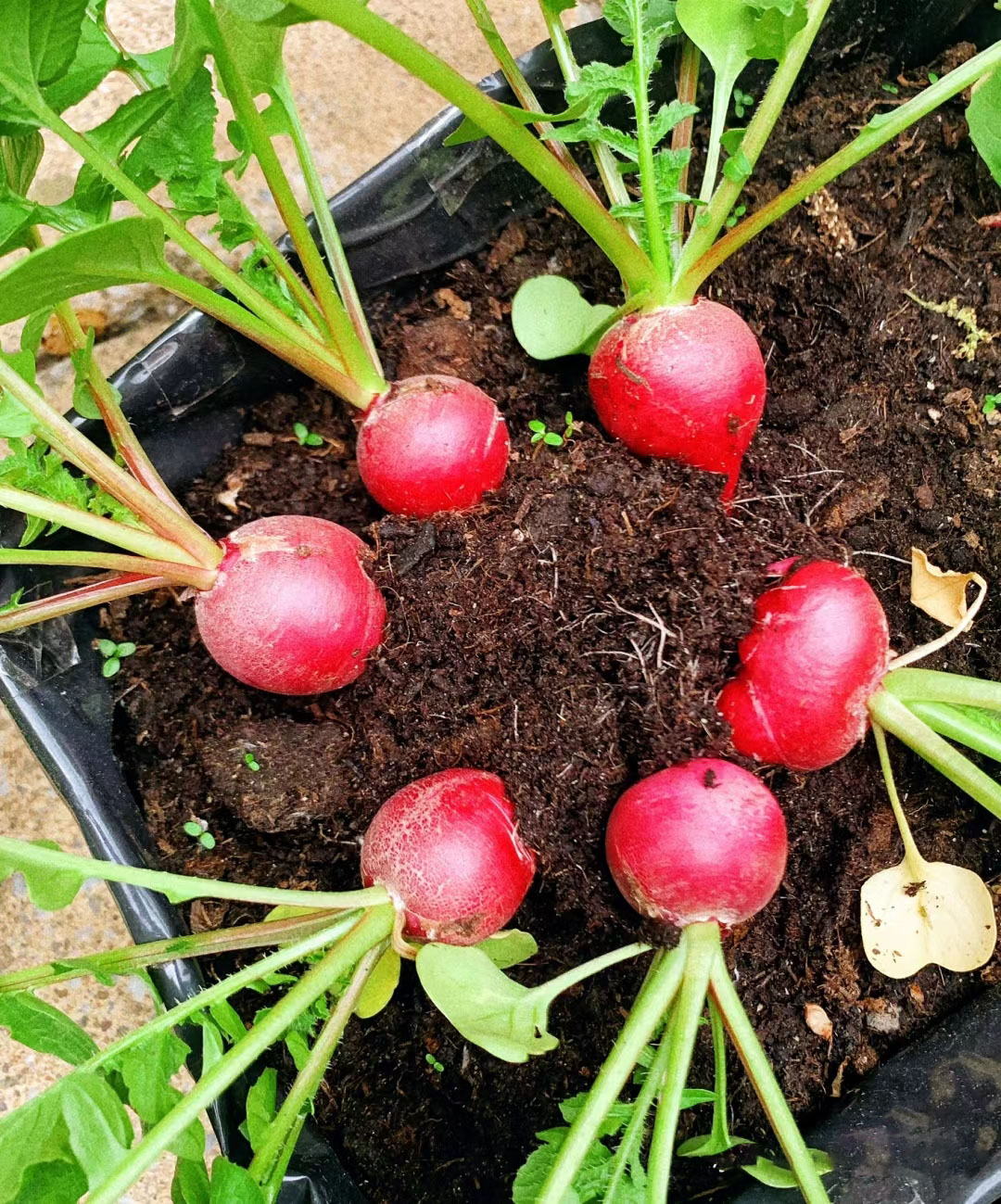 20 Day Miracle Grow Organic Cherry Radish🍒