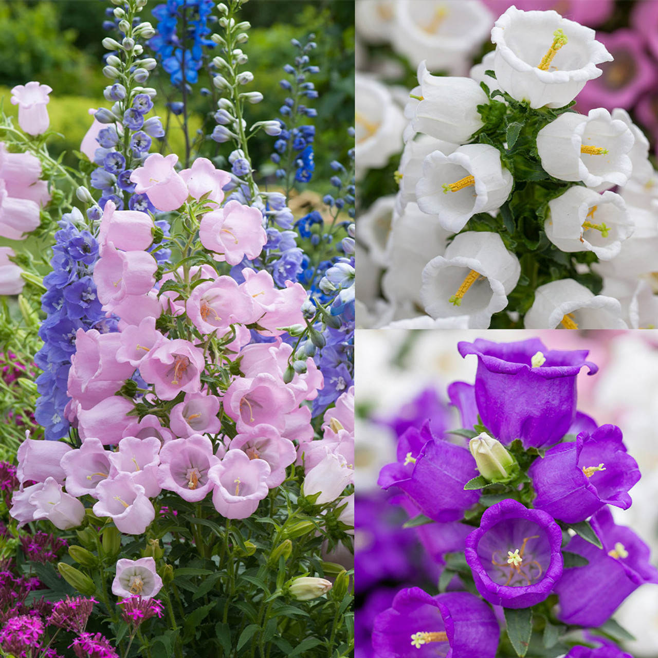 100+ Mix Campanula Bellflowers Seeds Bell Flower Tussock BalloonFlower Plants Home Garden