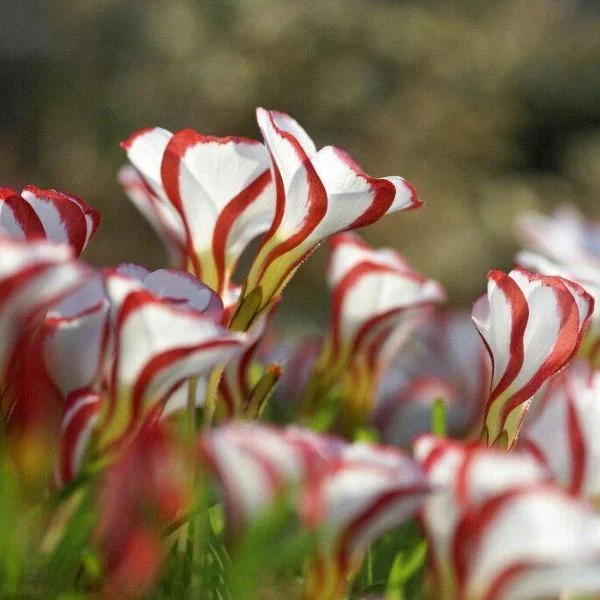 CANDY CANE OXALIS VERSICOLOR PLANT SEEDS