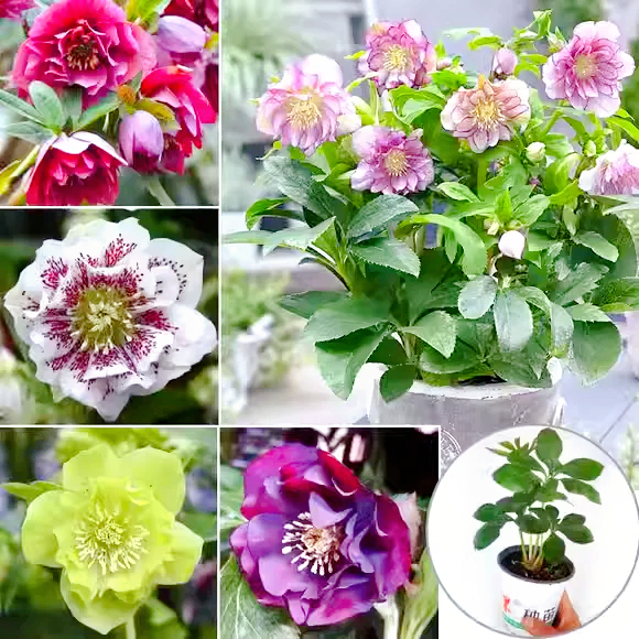 Carnival Hellebore Collection - Christmas Rose