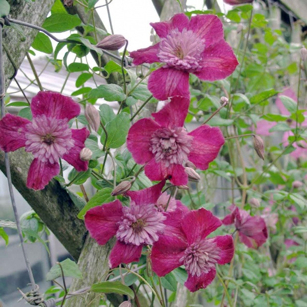Avant Garde Clematis Seeds