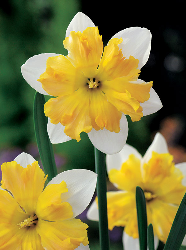 Mixed Assortment Daffodil Bulbs