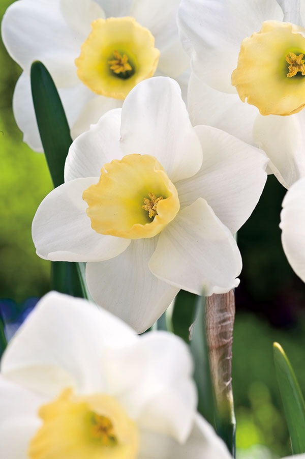 Mixed Assortment Daffodil Bulbs