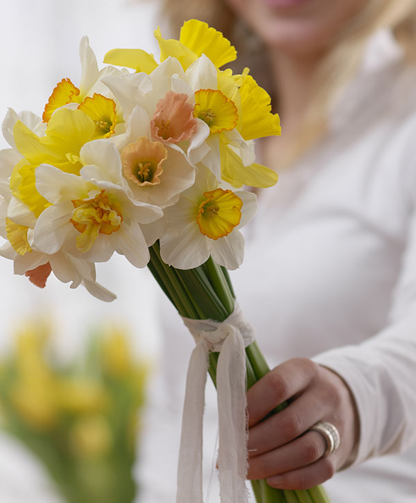 Mixed Assortment Daffodil Bulbs