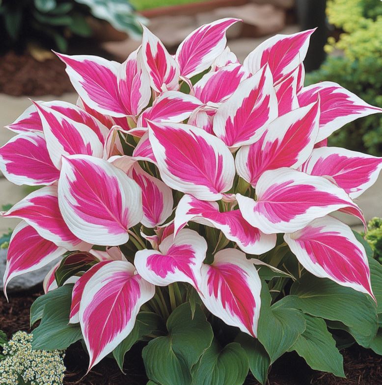 🪴Premium Hosta Seeds