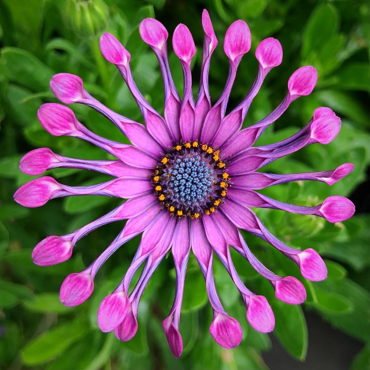 🌿 Rare Blue Daisy Plants – Stunning, Easy-to-Grow, and Long-Blooming! 💙🌼