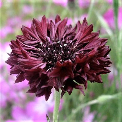 Cornflowers Seeds, Bachelor Button Seeds