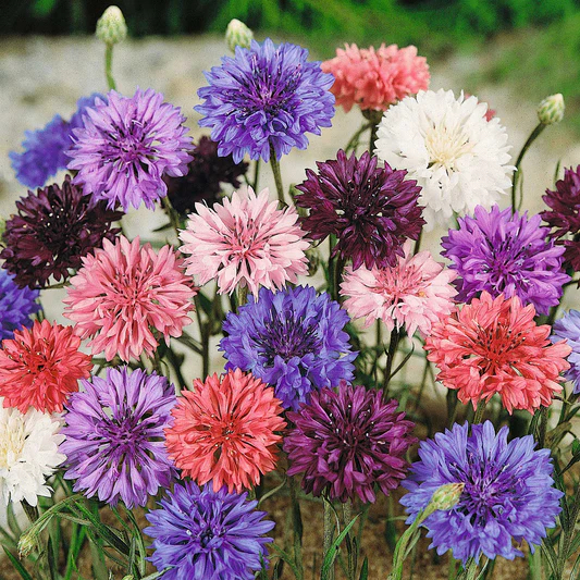 Cornflowers Seeds, Bachelor Button Seeds