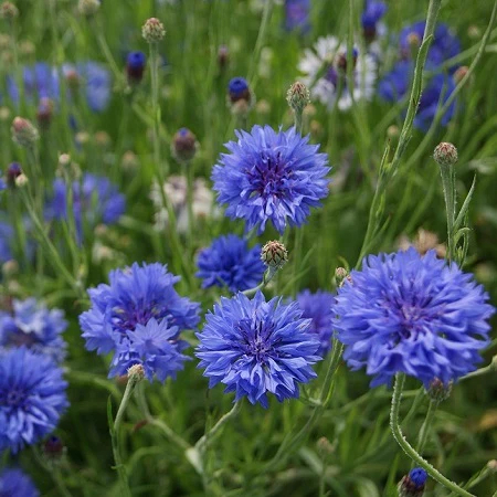 Cornflowers Seeds, Bachelor Button Seeds