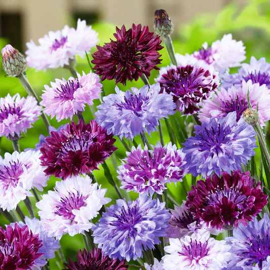 Cornflowers Seeds, Bachelor Button Seeds