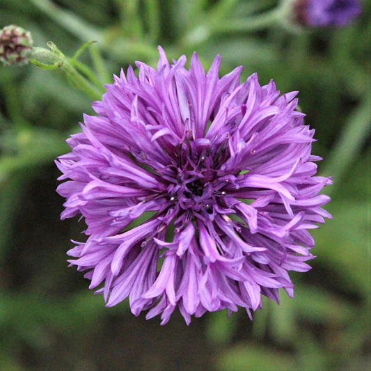 Cornflowers Seeds, Bachelor Button Seeds